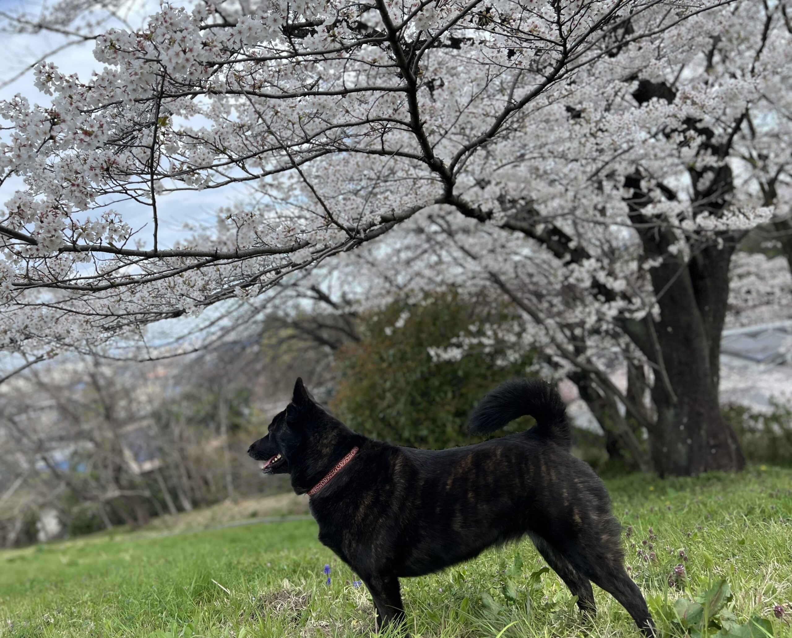 「横浜青葉」春の午後、犬と訪問マッサージのやさしさに包まれて」